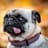 El Pugsito Hermoso