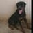 LDE AND OTHERS Life dog entertainment