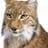 Lince Artico