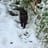 Mar T