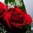Rosas Rosa