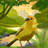 Canario