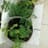 jardin en casa plantas y animales