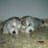 Alamina Siberians