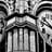 Anemone Krauser VI