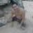 johnny flores