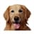 Kinesiología para Animales