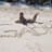 gabriela horna rondon