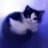 Nohe Kitti