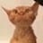 untitled pizza account