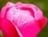 ayoub