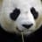 pando mgwin