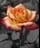 betth