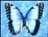 blue_ts