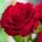 Flor Nacional