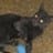 Feral Friends Animal Org., E. Spain Shell