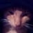 Ilse Miaow
