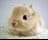 caty342