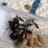 ant soci