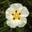 cistus01