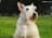 dagus