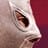 El Santo