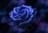 darsha