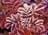 flora2