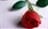 flower25