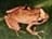 great_coqui