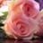 Rosy De Lisio