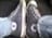 iraheta_07