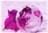 jacaranda846