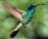 jackcolibri