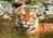 janher