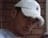 johnathan