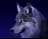 lobo12345