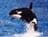 orca_marina