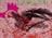 orilla