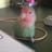 peke_2