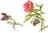 peonia_1
