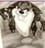 peter_shy