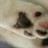 Charo Nose