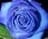 rosa_mar