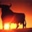 stier