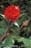 Flor Fuentes