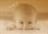 susaana