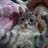 Benicio Cat