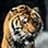 tiger7