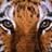 tigerfenix